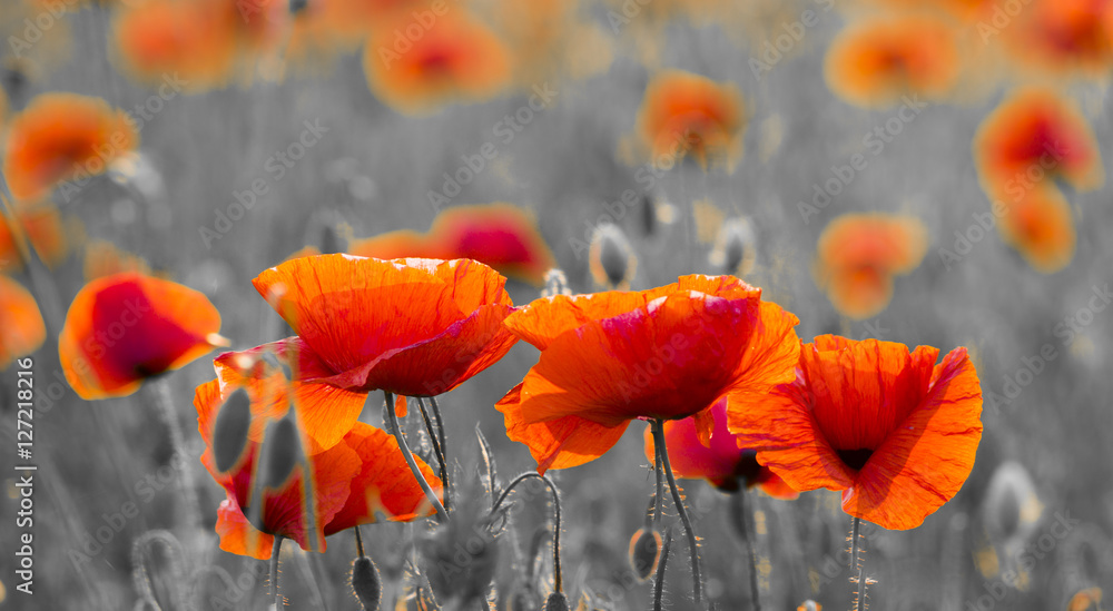 Obraz premium Wildflowers poppies