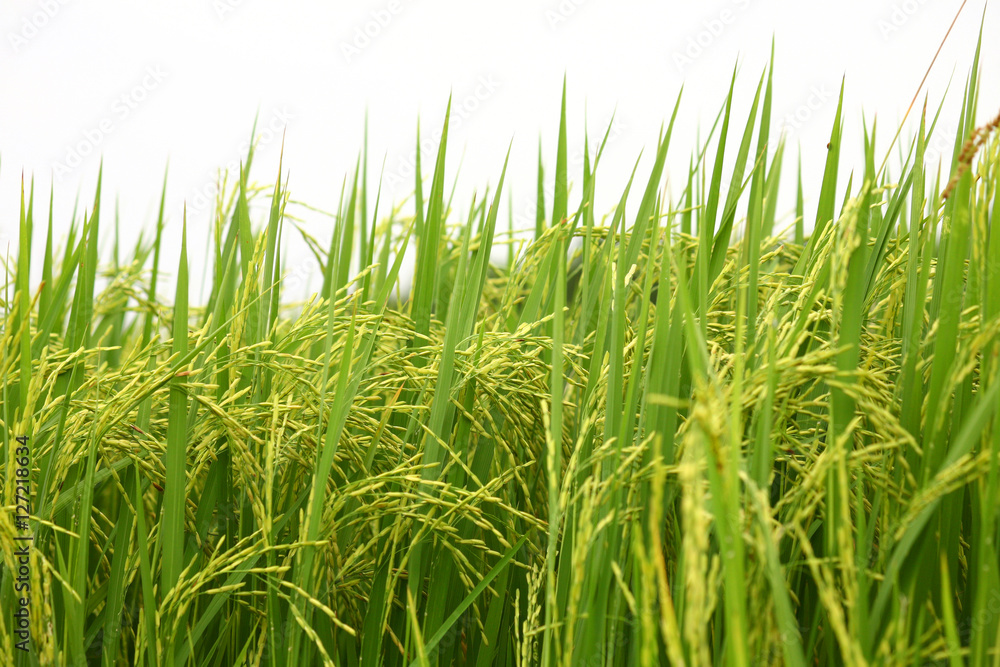 Obraz premium Paddy Rice Field