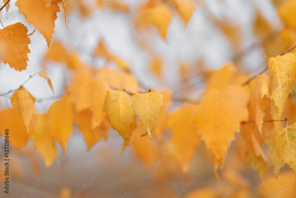 Autumn trees with yellowing leaves against the sky Autumn trees with yellowing leaves against the sky
