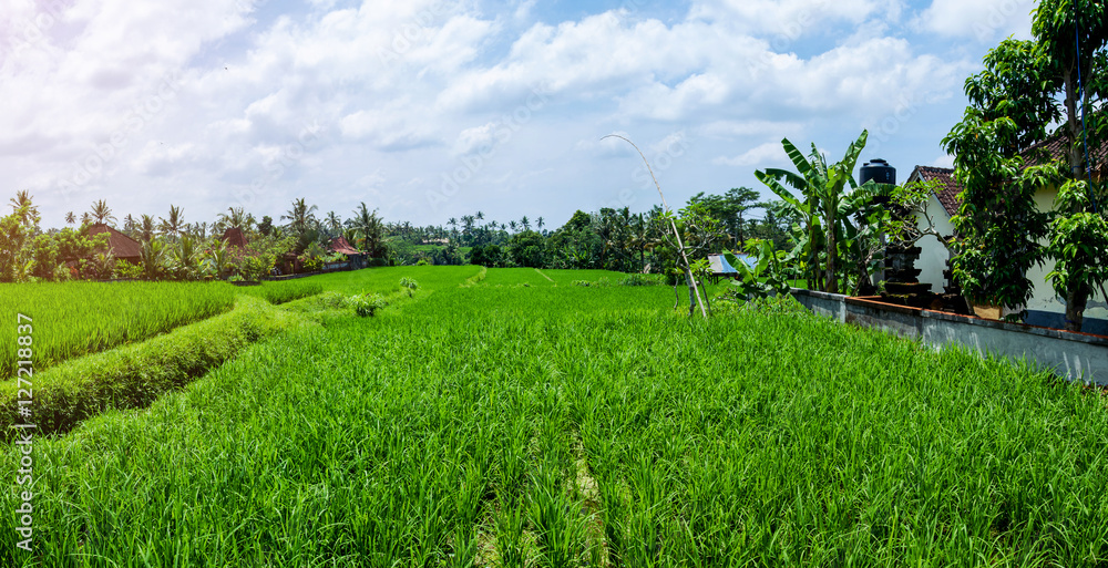 Green rice fields on Bali island, Indonesia