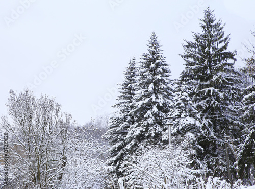 nature in winter © gera85