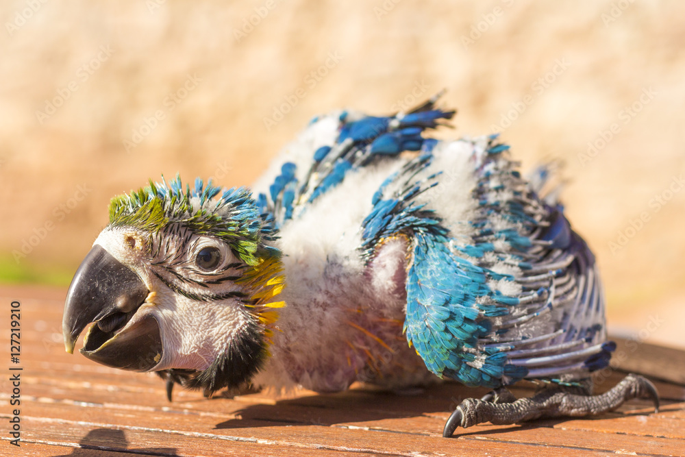 Obraz premium Portrait of a baby macaw