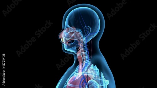 Human Respiration 4K