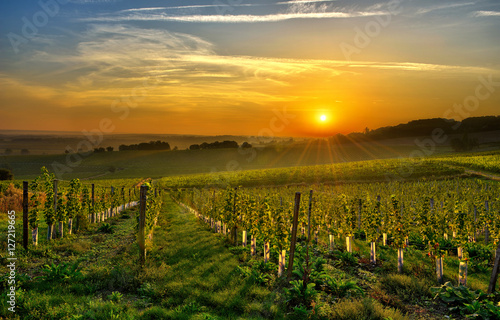 vineyard Bergerac two