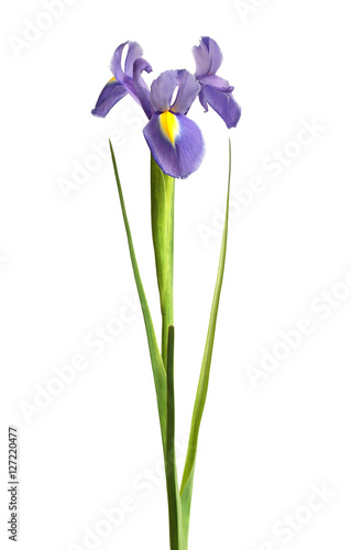 iris flower on white