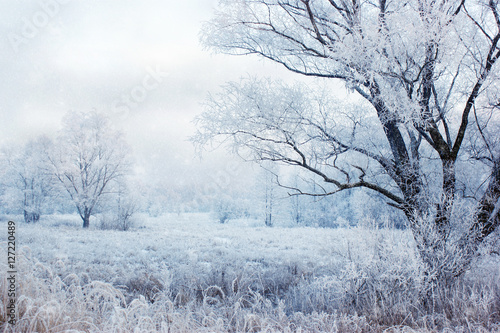 winter nature - snowy landscape with tree and field