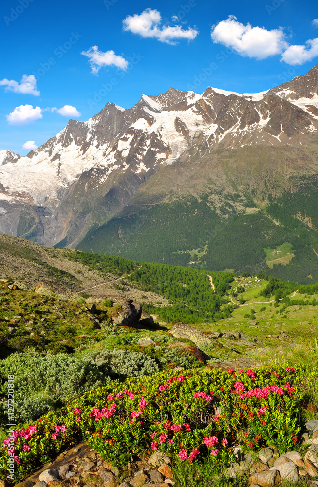 Beautiful spring mountain landscape with blooming azalea in canton of Valais,The Mischabel group in Swiss alps.