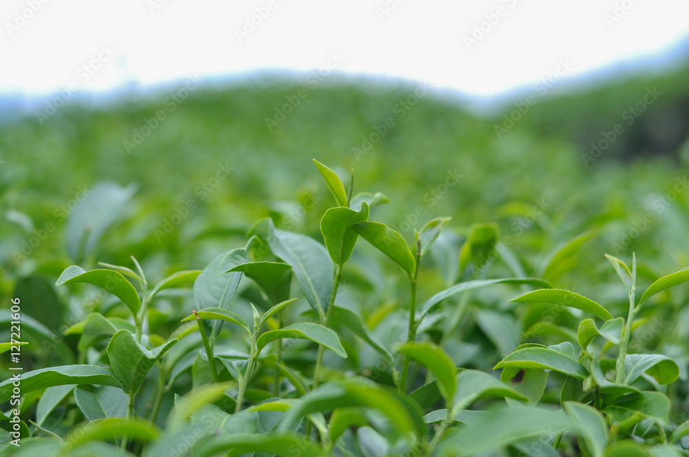 green tea plantation leaf green tea plantation leaf