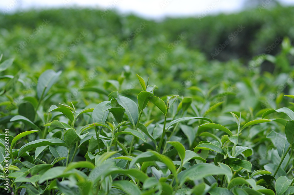 green tea plantation leaf green tea plantation leaf