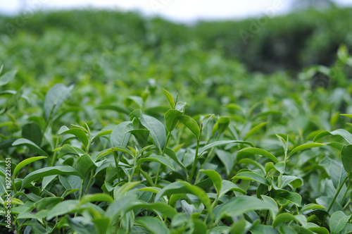green tea plantation leaf