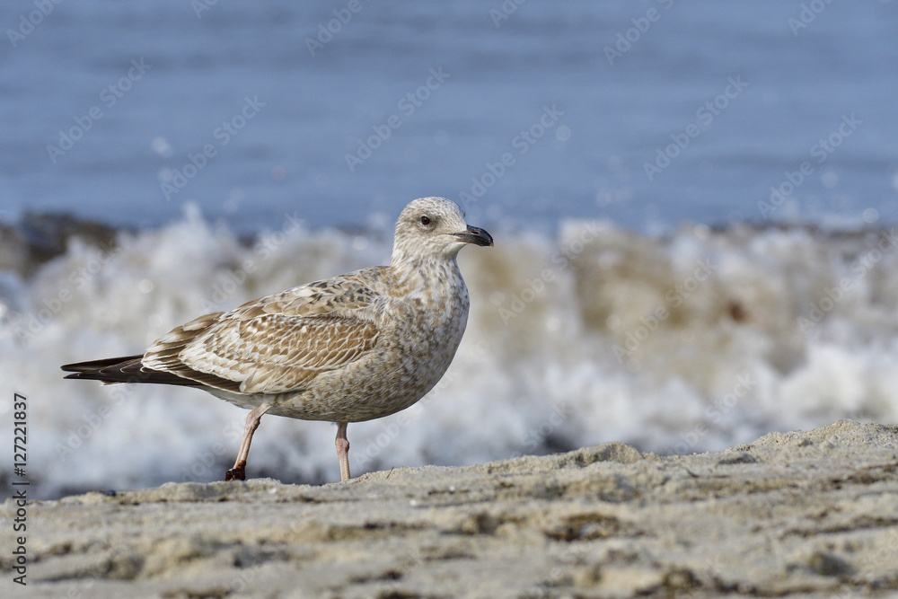 Juvene Silbermöwe Juvene Silbermöwe