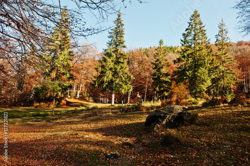 High trees and pine trees on autumn forest on sunlight