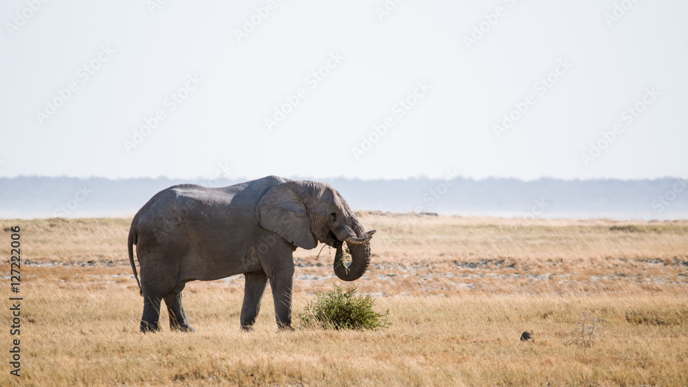 Elephant feeding in open savannah Elephant feeding in open savannah