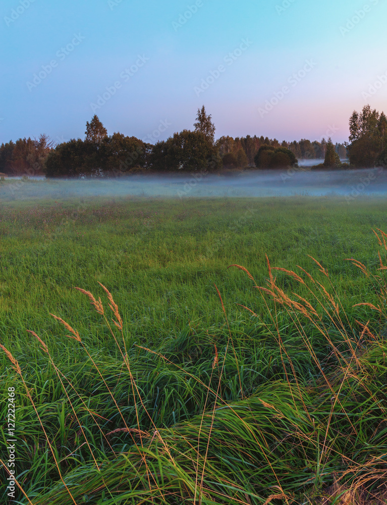 Meadow, prairie grass close-up amid foggy forest. Latgale, Latvia