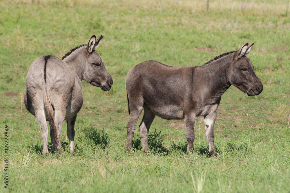 Cute Miniature Donkeys Cute Miniature Donkeys