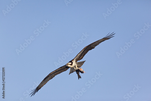 Ospry in flight with fish