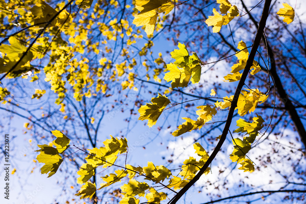 Autumn yellow leaves on sky background Autumn yellow leaves on sky background