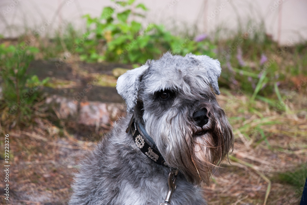 Schnauzer