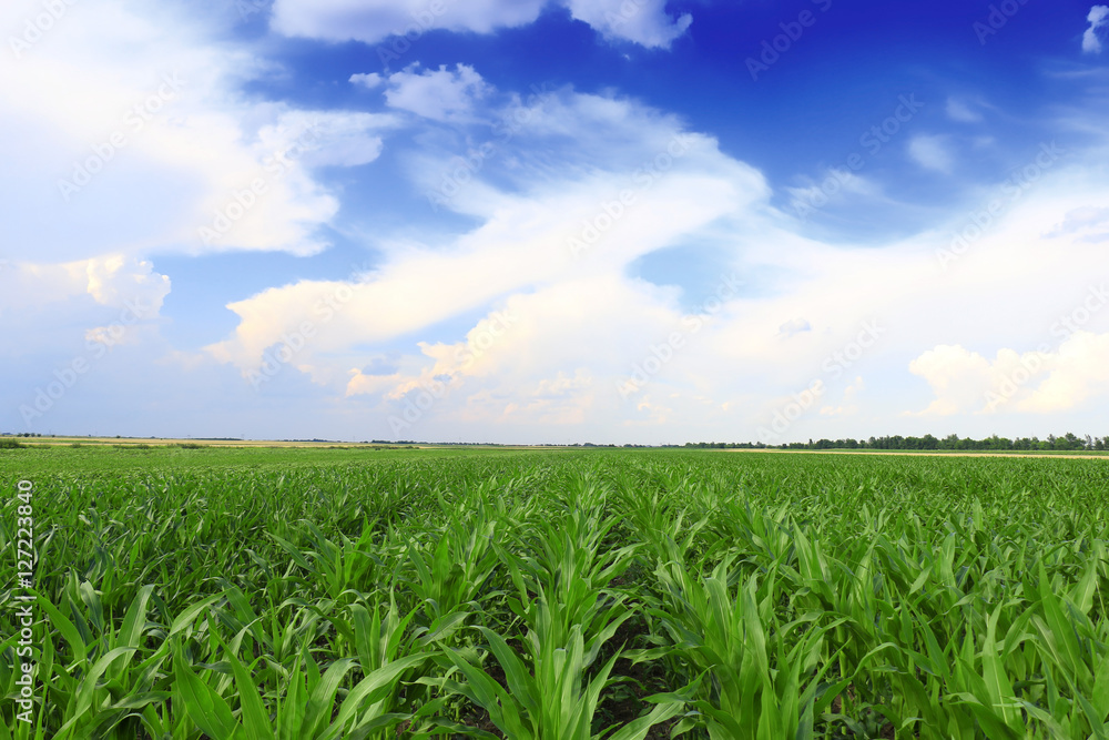 Cornfield with Clouds Cornfield with Clouds