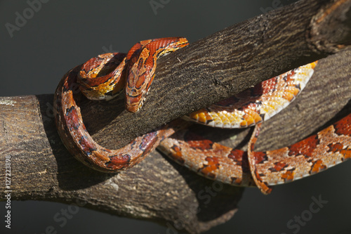Red rat snake on a tree branch