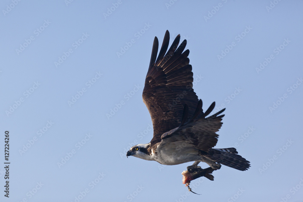 Fototapeta premium Osprey in flight with half eaten fish