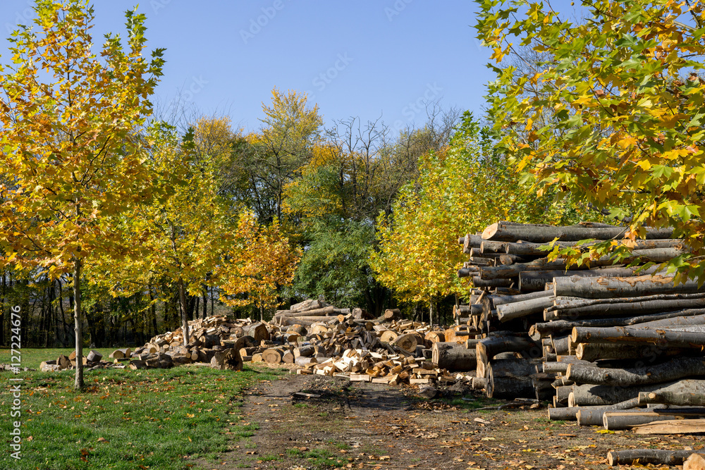 cut forest trees in autumn