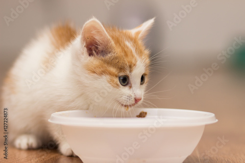 Little red kitten is eating food from a plate.