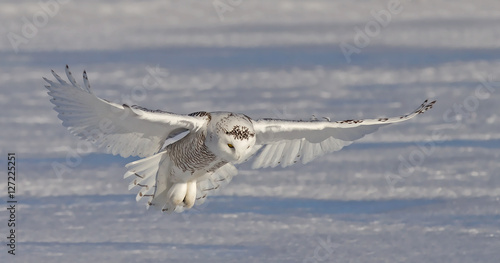 Snowy owl (Bubo scandiacus) hunting over a snow covered field in Canada