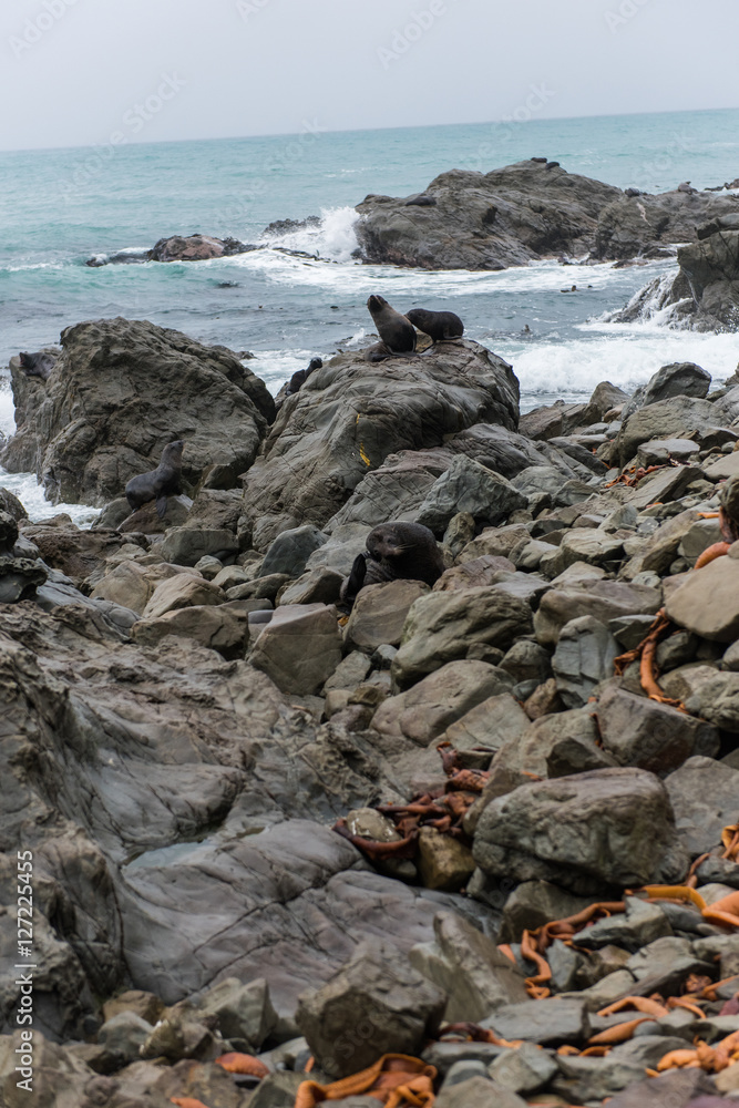 Seal Colony in Picton, New Zealand Seal Colony in Picton, New Zealand