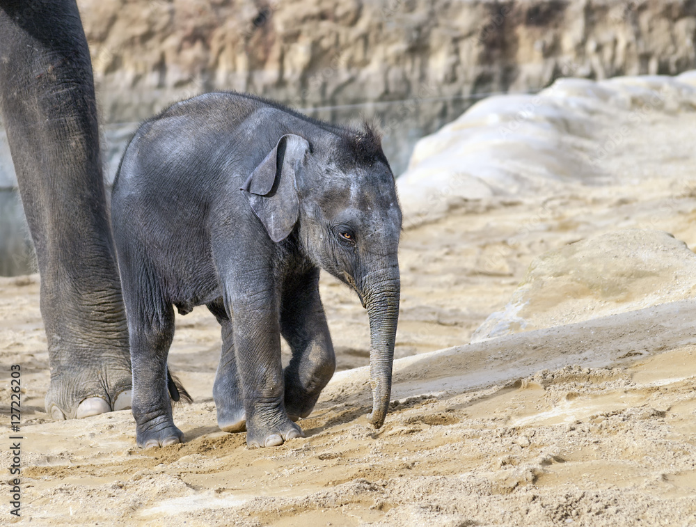 Fototapeta premium baby elephant