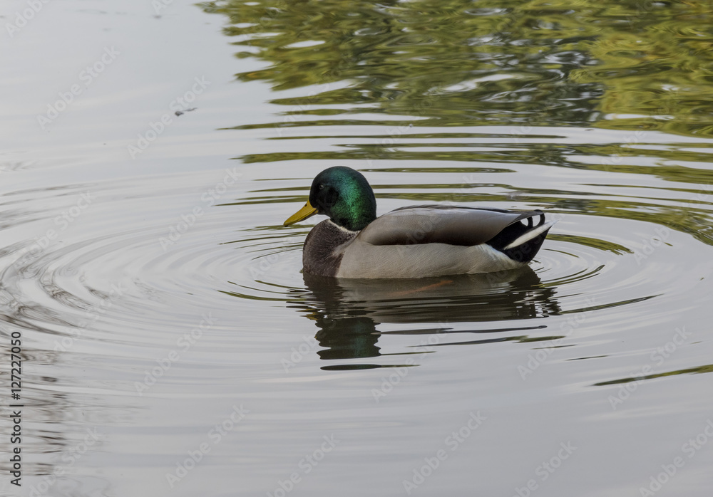 duck and lake photo. Beautiful picture, background, wallpaper duck and lake photo. Beautiful picture, background, wallpaper