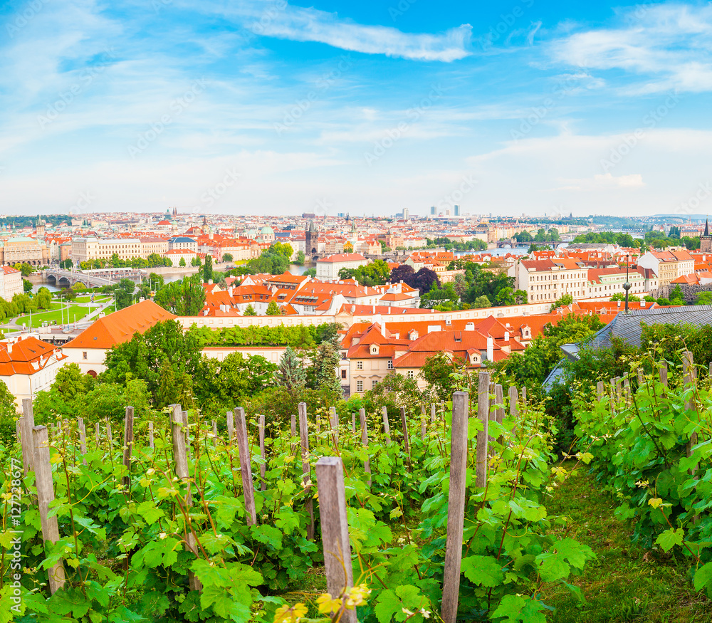 Panorama of the old part of Prague from the Prague Castle with vineyards in the foreground. Old Town architecture, Czech Republic.