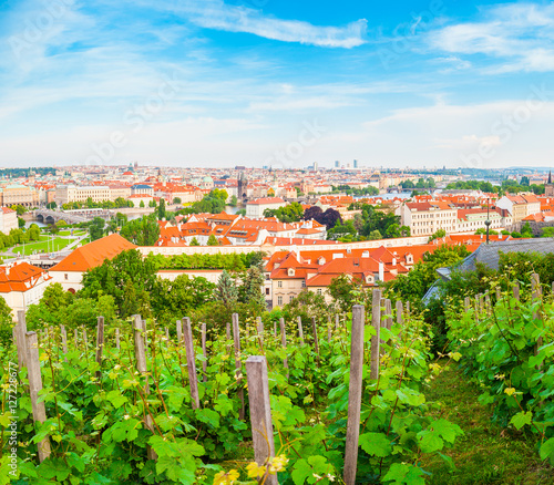 Photography Panorama of the old part of Prague from the Prague Castle with vineyards in the foreground