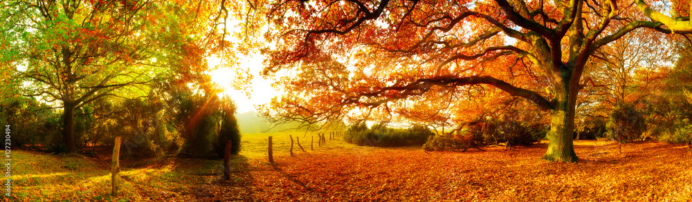 Fototapeta premium Jesień krajobraz z lasem i łąką w jaskrawym świetle słonecznym