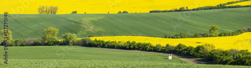 fields of yellow rapeseed in panoramic view