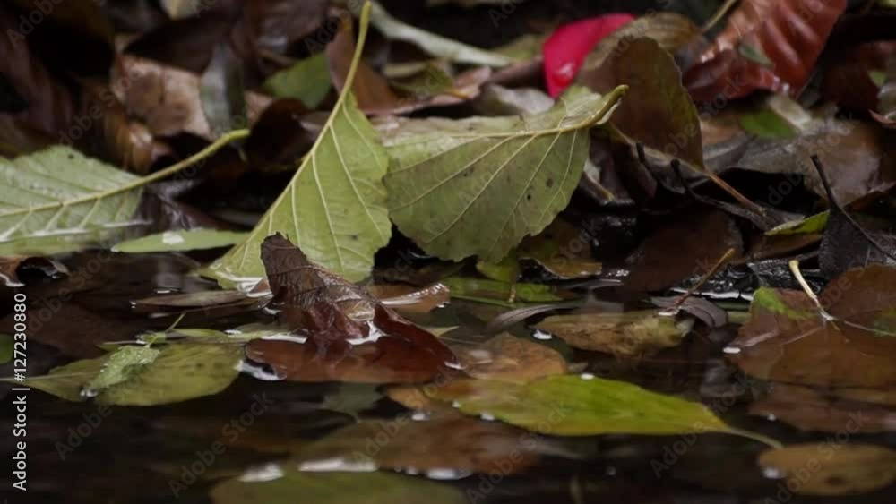 Herbstblätter vor Flusslauf im Herbst Herbstblätter vor Flusslauf im Herbst