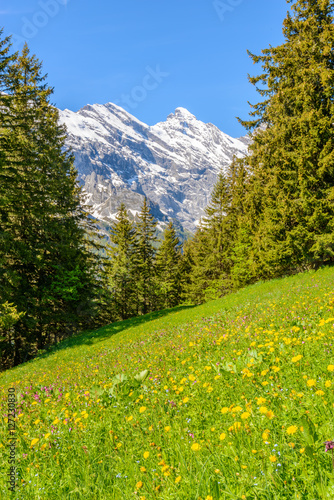 View of beautiful landscape in the Alps with fresh green meadows and snow-capped mountain tops in the background on a sunny day with blue sky and clouds in springtime. © karamysh