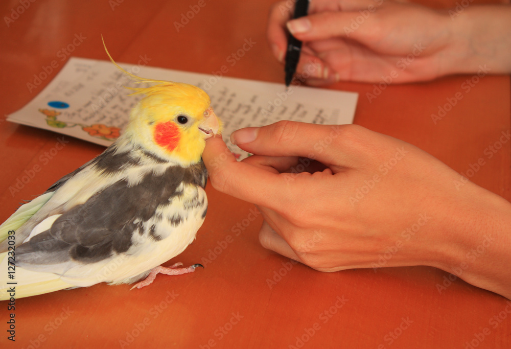 Obraz premium female hands with pen writing and playing with cockatiel, closeu