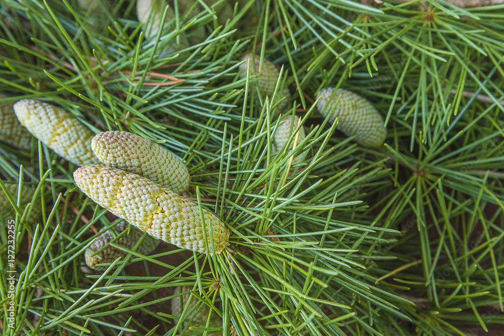 Himalaya pine branch with cones close up, selective focus point Himalaya pine branch with cones close up, selective focus point