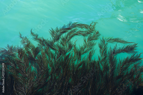 Fototapeta Algae and seaweed on the pier in the lagoon of Grand Canal in Venice, Italy