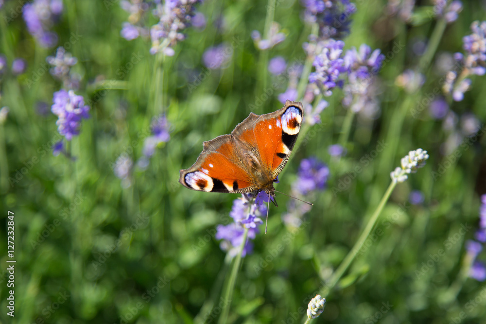 Schmetterling Schmetterling