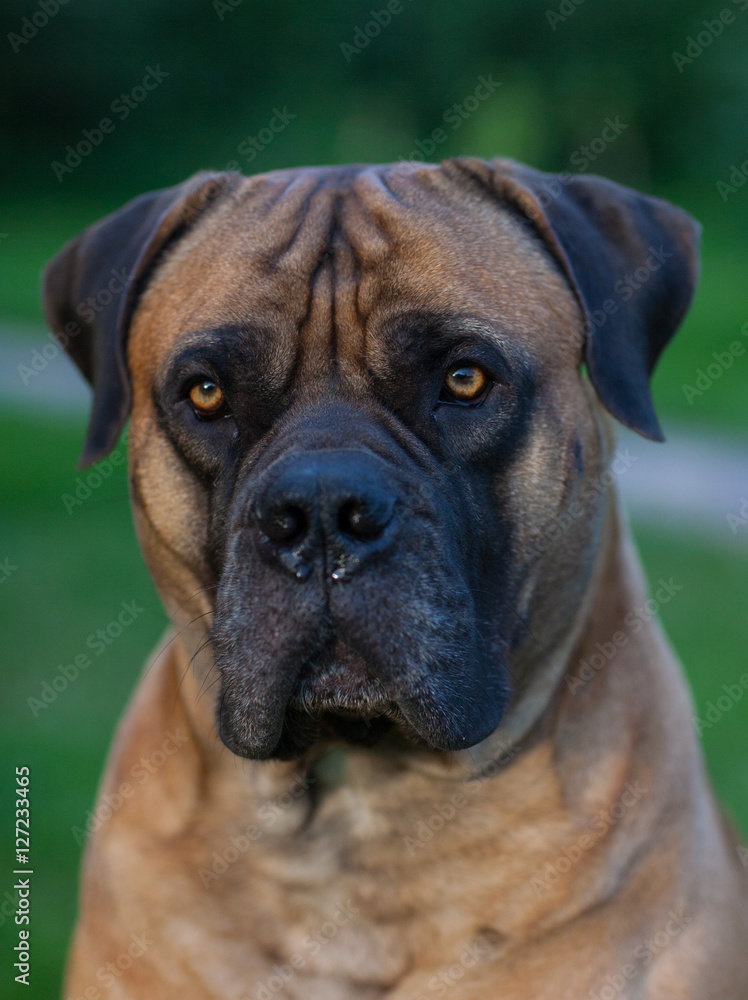 Eyes amber-colored… Closeup portrait of a beautiful dog breed South African Boerboel