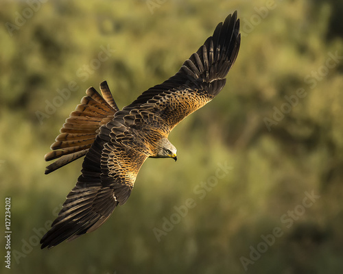 Fotografi Milvus milvus, red kite