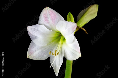Fototapeta Naklejka Na Ścianę i Meble -  White amaryllis flower