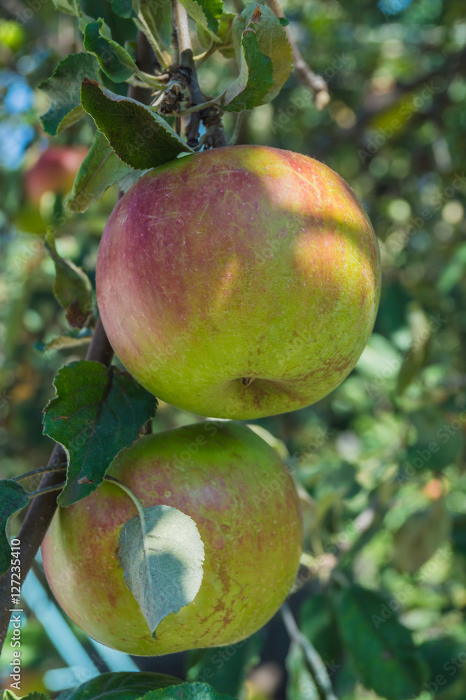 Apples growing on tree Apples growing on tree