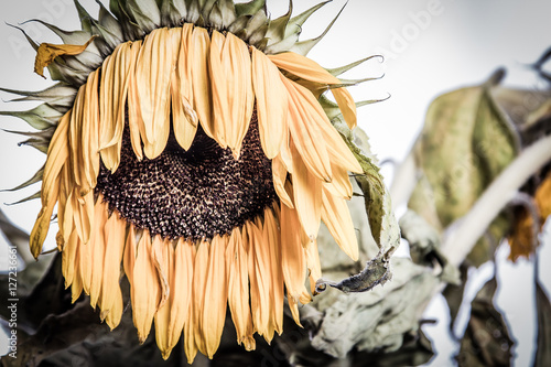 Tableau sur toile Sonnenblume