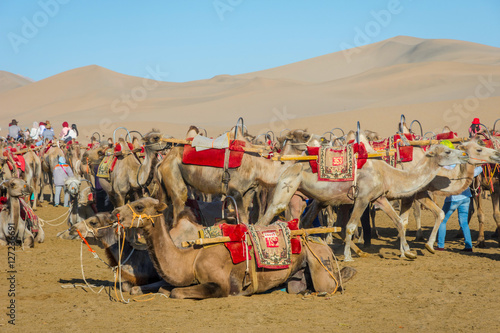 Camels for ride, Gobi desert, China © dinozzaver