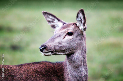 Female deer  close-up