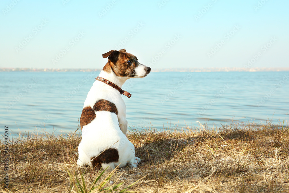 Funny Jack Russell terrier near river on sunny day Funny Jack Russell terrier near river on sunny day