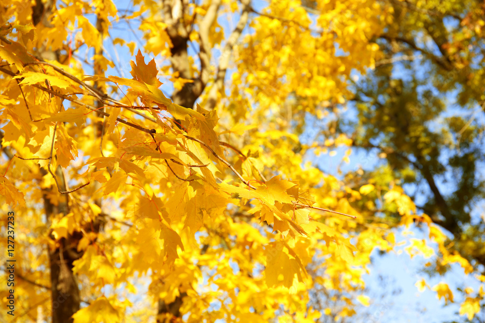 Maple branch on sunny autumn day Maple branch on sunny autumn day